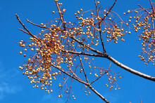 Chinaberry, Or Melia Azedarach Fruits Hanging On Tree At Winter