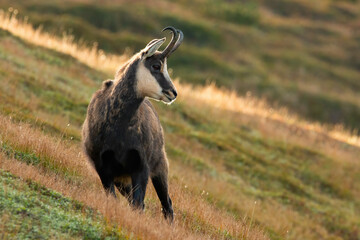 Wall Mural - tatra chamois, rupicapra rupicapra tatrica, standing on grass slope in autumn nature. wild goat with