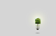 Tree That Grows In A Light Bulbs. Green Energy Concept, Green Idea Conservation Of The Environment. With Copy Space