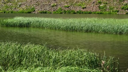 Wall Mural - 4K shot of green grass swaying in the wind in the pond.