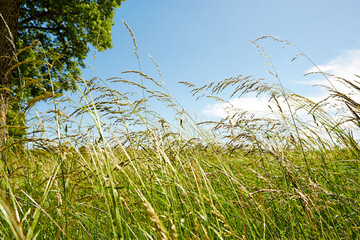 Wall Mural - Natur, Umwelt, Wald und Wiese