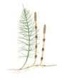 Equisetum arvense, the field horsetail or common horsetail, is an herbaceous perennial plant