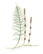 Equisetum Arvense, The Field Horsetail Or Common Horsetail, Is An Herbaceous Perennial Plant