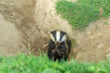 Wall Mural - Badger, Scientific name: Meles Meles.  Wild, European badger with muddy nose,  just about to emerge from the badger sett in daytime.  Facing forward.  Space for copy.  Horizontal.