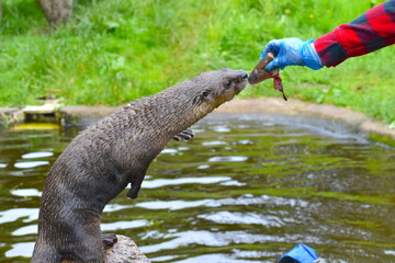 An adult North American river otter Lontra canadensis coming out of a pond in South Devon England to have another piece of raw trout. Males and females do not associate except during the mating season