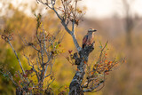 Fototapeta Paryż - Purple Roller bird perched on autumn foliage in the Kruger National Park, South Africa. 