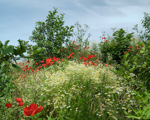 Wall Mural - Wild flowers, daisies and poppies, along Minster Way on a bright, cloudy, summer morning. Beverley, UK.