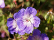 Gros plan sur fleurs de Geranium wallichianum 'Rozanne' à pétales bleu-violet veinés de pourpre au dessus de tiges retombantes au feuillage lobé, marbré et légèrement velu