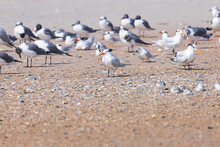 Terns And Seagulls Sitting In The Sand On The Beach