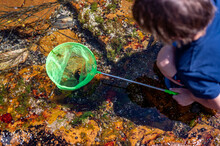Young Child With A Net Catching A Crab In A Tidal Pool At Acadia National Park In Maine