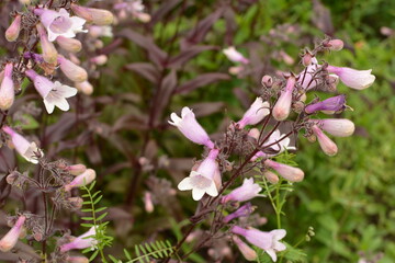 Canvas Print - A closeup shot of blooming Beardtongues in a garden