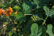 Ripe And Unripe Berries Of The Lantana Plant