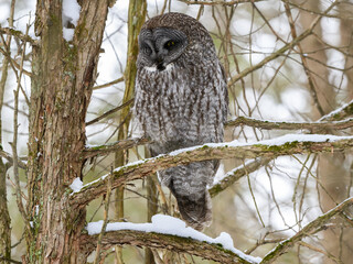 Wall Mural - Great Gray Owl Sitting on Tree Branch in Winter