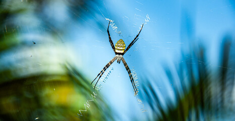 spider on the web