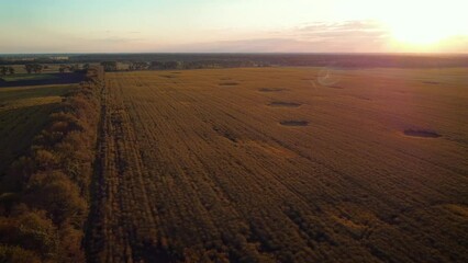 Poster - Aerial field of blooming rapeseed with a sunset on the background. Calm evening video of rapeseed field