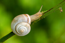 Snail On A Leaf