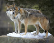A pair of Mexican gray wolves snuggling on a snowy rock in Winter forest