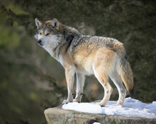 Mexican Gray Wolf Standing On Snowy Rock In Forest