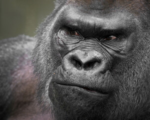 Sticker - Extreme close up portrait of a silverback Western lowland gorilla