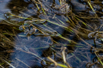 Canvas Print - A tiny baby frog or froglet, Painted Frog, Discoglossus pictus, resting on small pieces of grass.