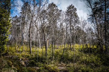 Wall Mural - View of the forest with dense vegetation.