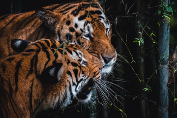 Wall Mural - Closeup of tigers in the jungle