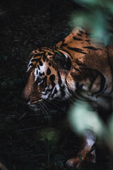 Poster - Closeup of a tiger in the jungle