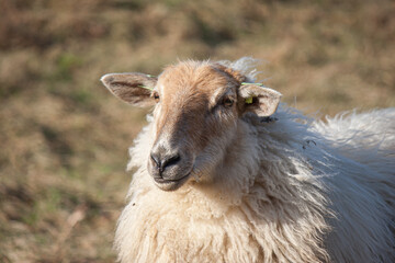 Sticker - Selective focus shot of white sheep in the field