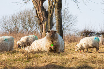 Poster - Beautiful view of white sheep grazing on pasture