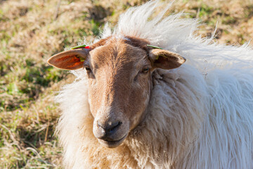 Canvas Print - Selective focus shot of white sheep in the field