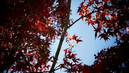 Wall Mural - beautiful shot of colorful leaves in autumn under the clear skies