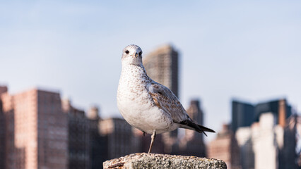 Canvas Print - Closeup of a seagull on a stone against the background of buildings