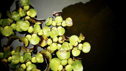 Canvas Print - Close-up shot of a bunch of plants