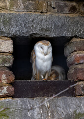 Canvas Print - Vertical shot of an owl sitting on its birdhouse