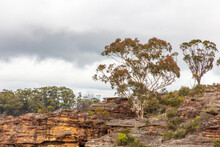 Photograph Of Gum Trees On A Cliff Face In Regional Australia.