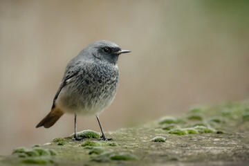 Wall Mural - Close-up shot of a small bird on a blurred background