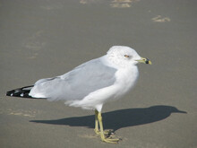 A Seagull On A Beach In ME.