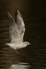 Poster - Beautiful shot of a flying Black-Headed Gull