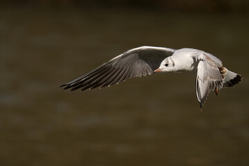 Poster - Beautiful shot of a flying Black-Headed Gull