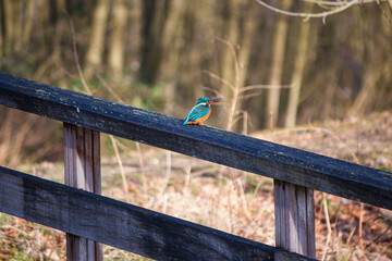 Wall Mural - Close-up shot of a Kingfisher standing on a wooden fence