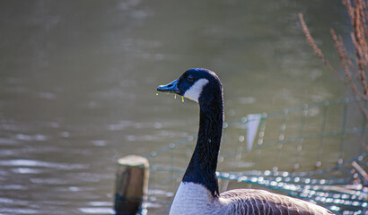 Sticker - Close-up shot of a goose and a lake on a background