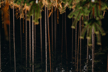 Wall Mural - beautiful shot of a forest during the day in autumn in czech republic