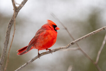 Poster - Closeup of the northern cardinal, Cardinalis cardinalis.