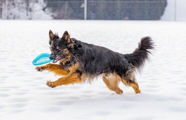 Poster - Closeup shot of a German Shepherd playing frisbee in winter