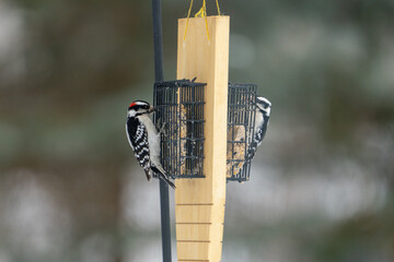 Poster - Closeup of the downy woodpecker on the bird feeder. Dryobates pubescens.