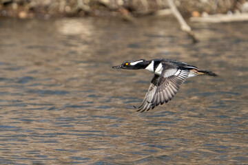 Sticker - Closeup of the hooded merganser during flight. Lophodytes cucullatus.