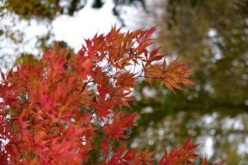 Wall Mural - vertical shot of beautiful red maple leaves in the autumn season with blurred background