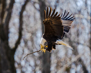 Poster - Scenic view of a bald eagle flying with a stick for its nest in Dover