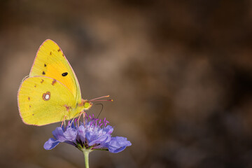 Canvas Print - Closeup shot of a yellow butterfly perched on a flower on a blurred background