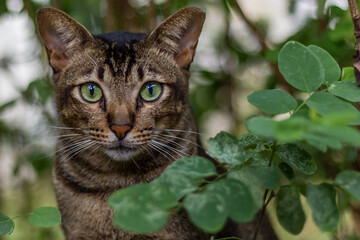 Poster - Closeup of the cute gray cat looking at the camera behind the bush.